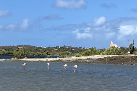 Flamingo&#039;s bij Sint Willibrordus